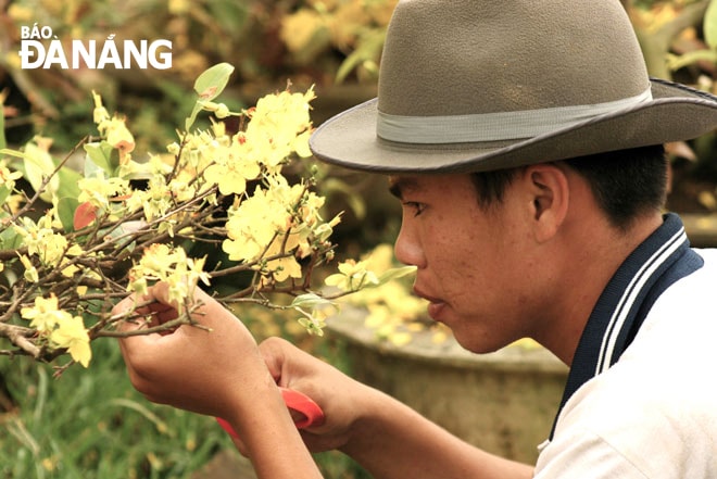 Chăm sóc để mai nở không rụng, nở đúng Tết là cả một nghệ thuật. Ảnh: V.T.L 