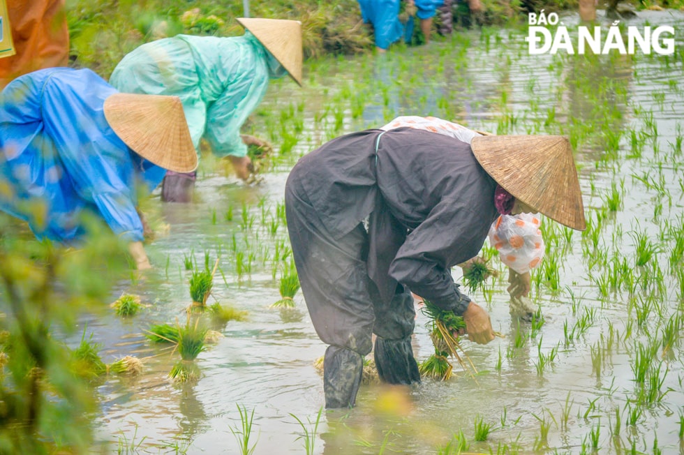 Lễ hội mang đến nhiều trải nghiệm phục vụ du khách như: thi cấy mạ, trình diễn đội hình xe máy cày, tát nước gàu sòng…