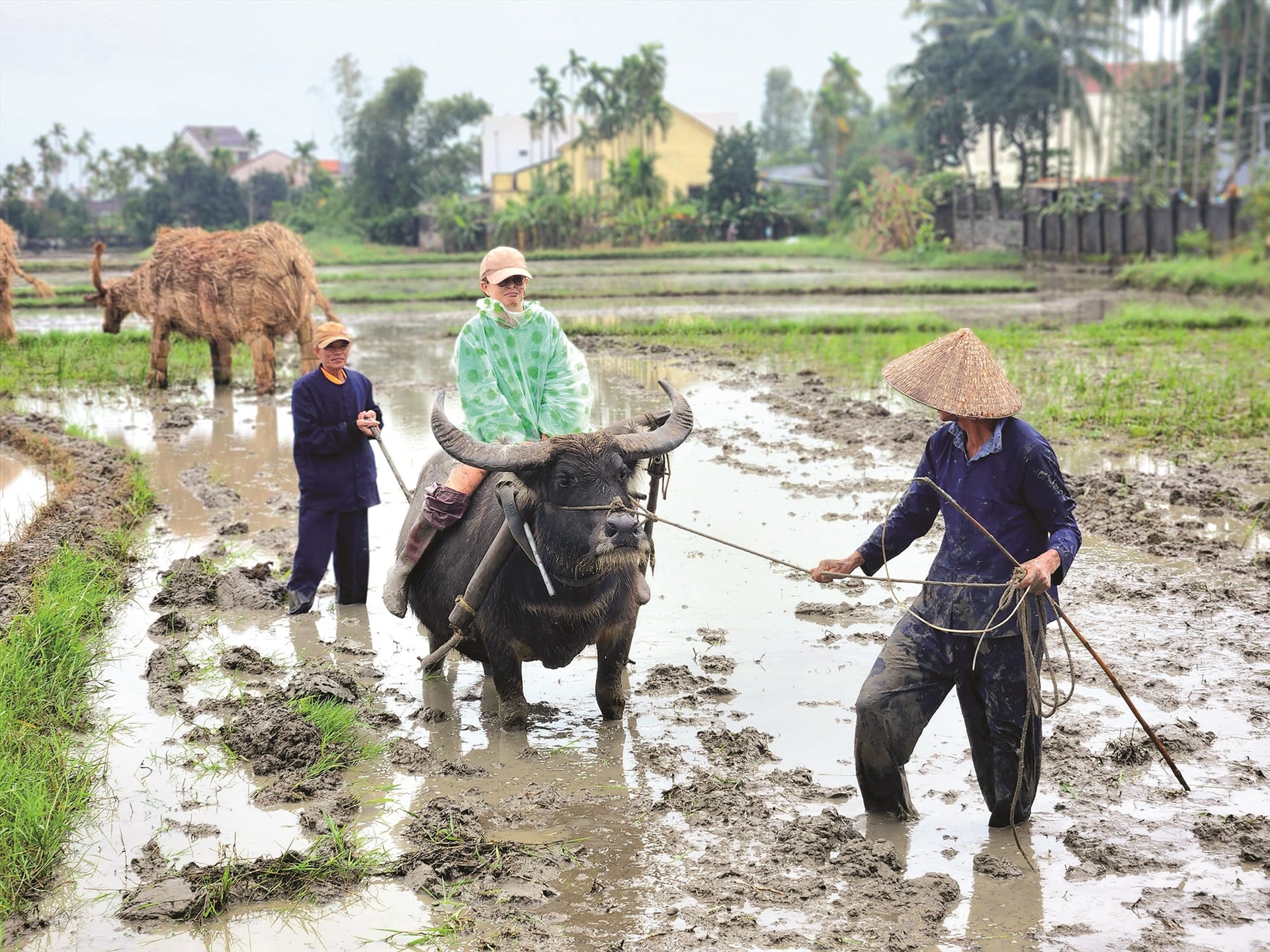 Trải nghiệm cưỡi trâu với sự hỗ trợ của các bác nông dân.