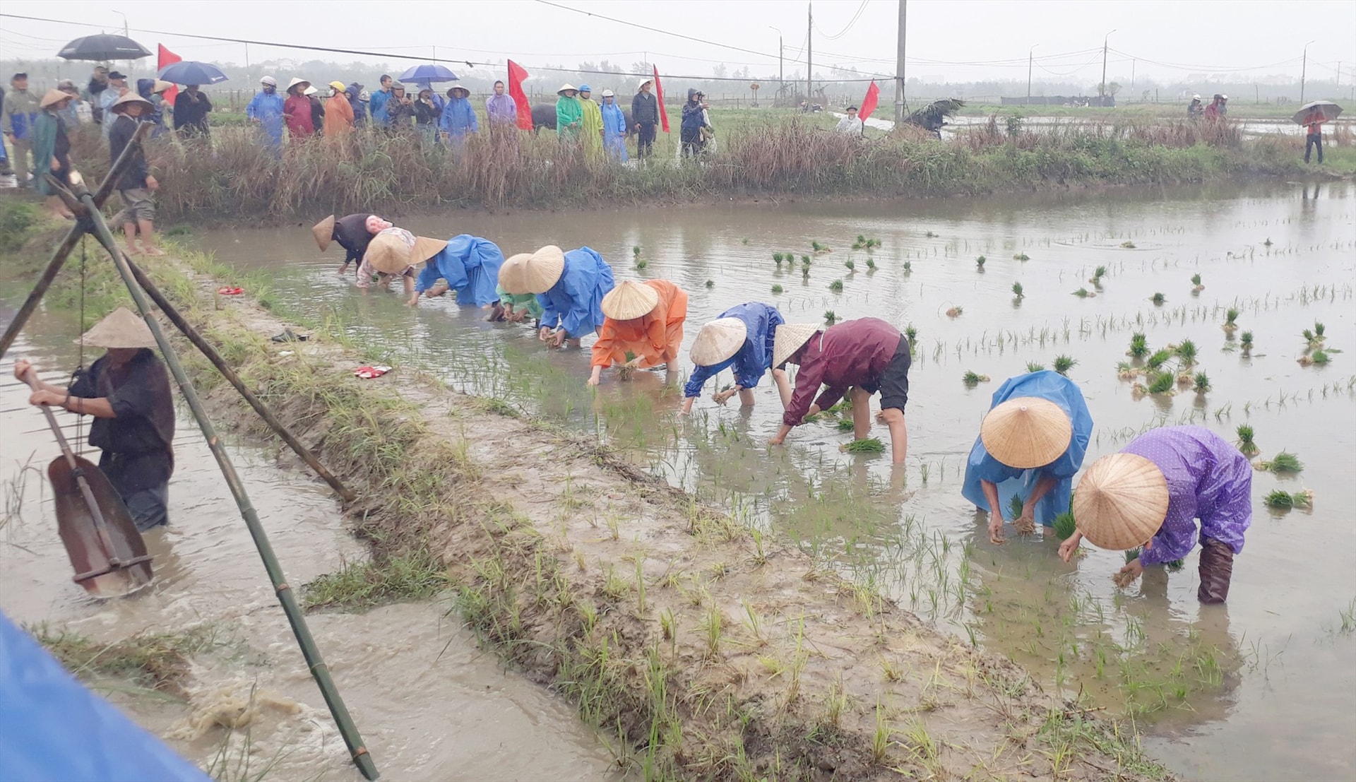 Cảnh cấy mạ, tát nước vừa trình diễn tại “Lễ hội xuống đồng” Cẩm Châu 2024.