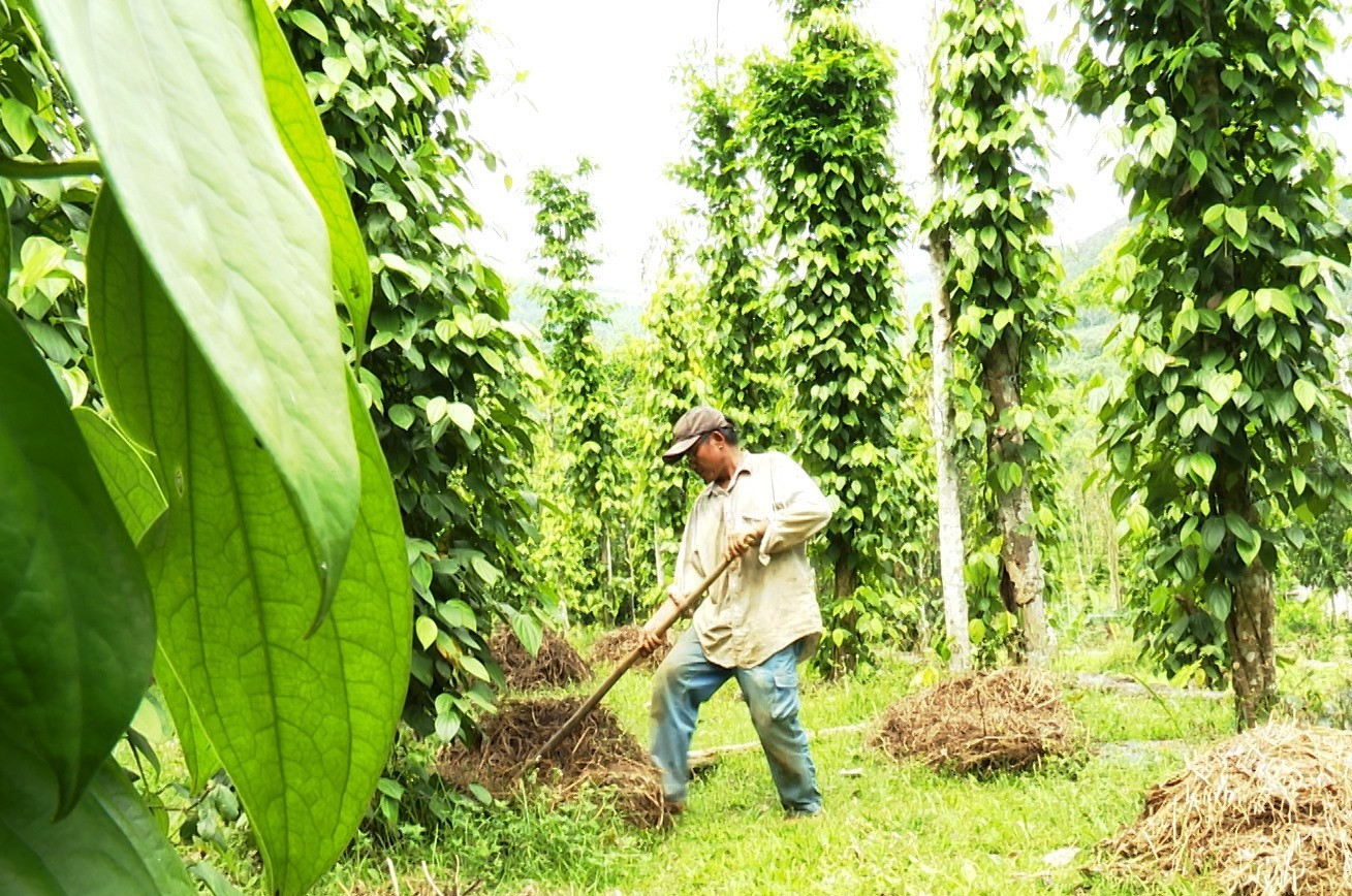 Hội Nông dân huyện phối hợp hỗ trợ 370 hộ nông dân thực hiện Nghị quyết 35-HĐND tỉnh về phát triển kinh tế vườn, kinh tế trang trại, với kinh phí 9 tỷ đồng. Ảnh:N.HƯNG