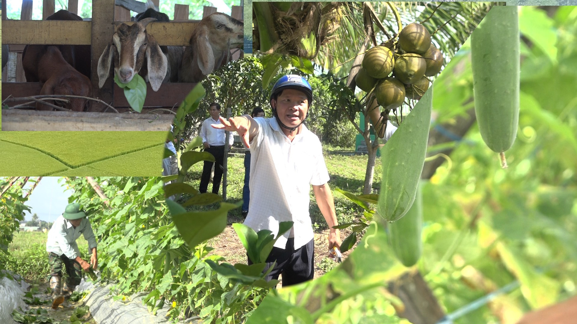 Nông dân Bình Phú đa dạng các mô hình nông nghiệp