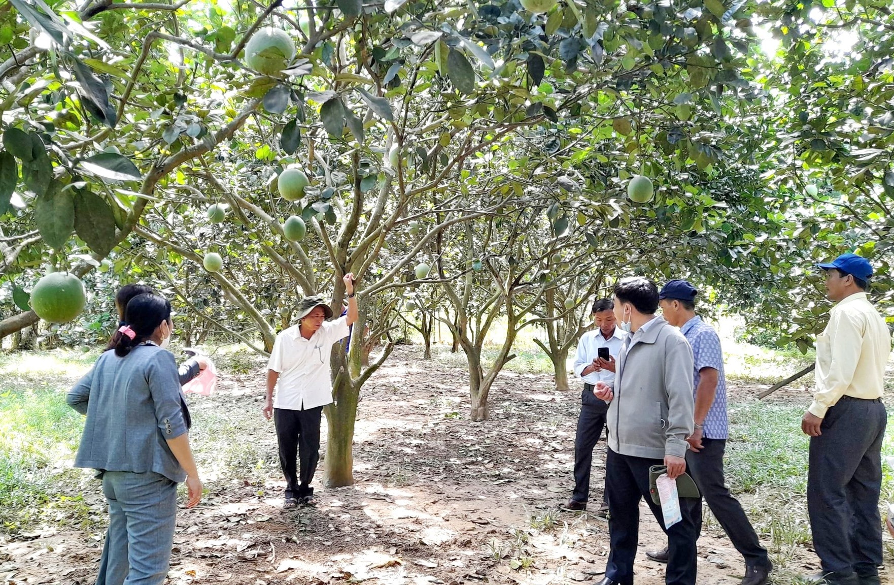 Làng trái cây Thái Sơn trở thành điểm du lịch sinh thái cộng đồng hấp dẫn với du khách. Ảnh: NGUYỄN QUỐC VŨ