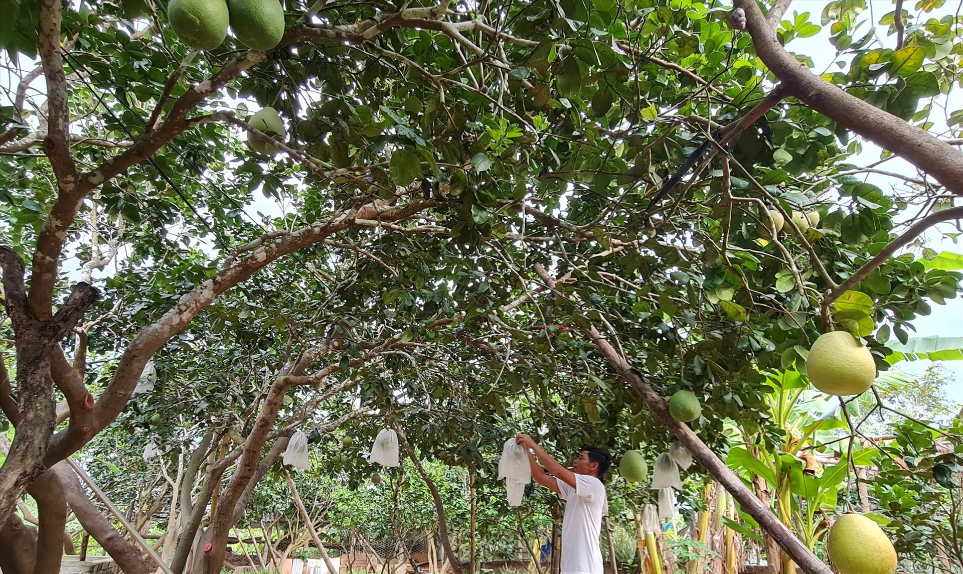 Huyện Nông Sơn chú trọng phát triển kinh tế vườn. Ảnh: HOÀNG LIÊN