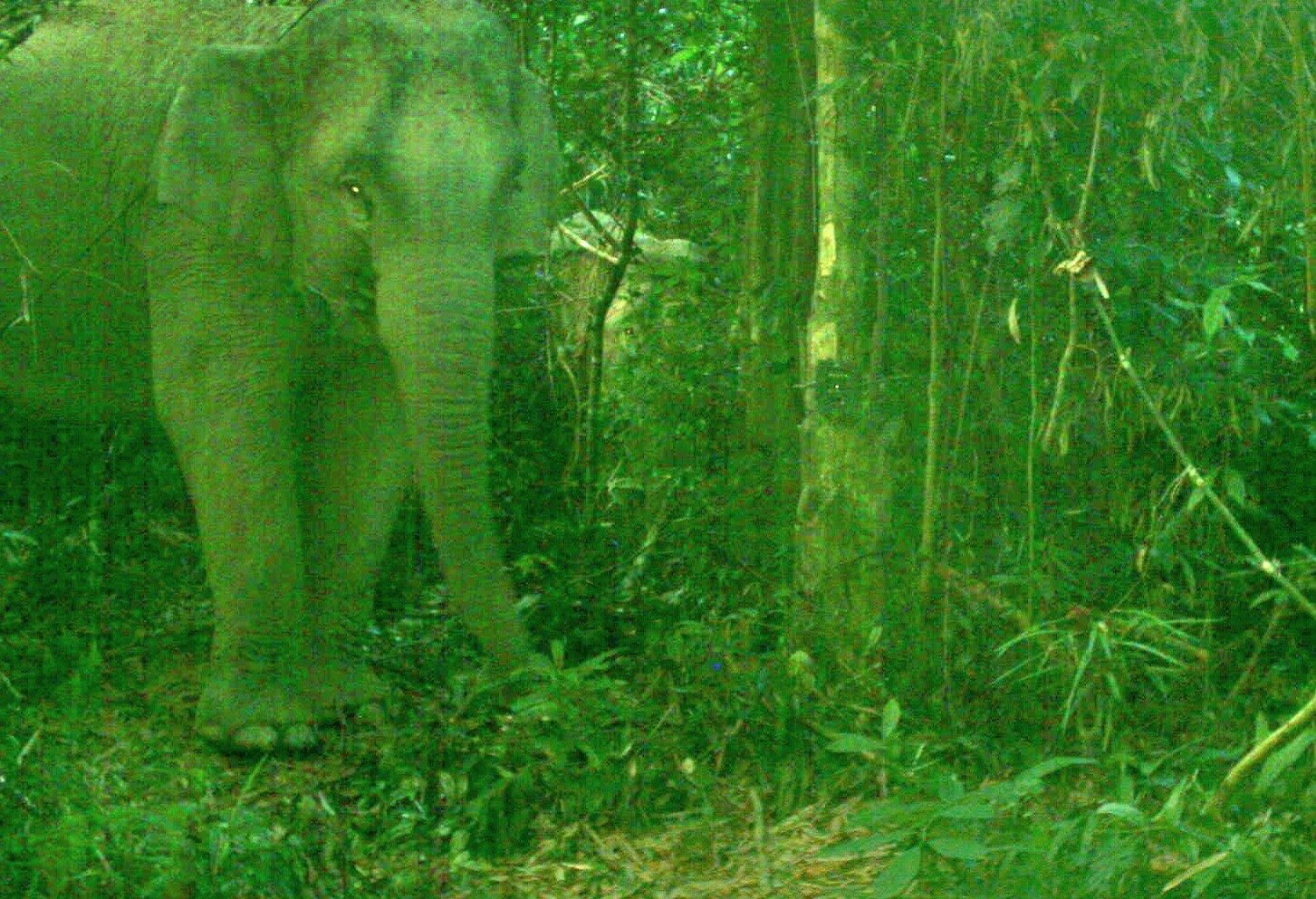 Hình ảnh voi rừng xuất hiện được chụp từ bẫy ảnh. Nguồn: Ban Quản lý KBT Loài và sinh cảnh Voi.