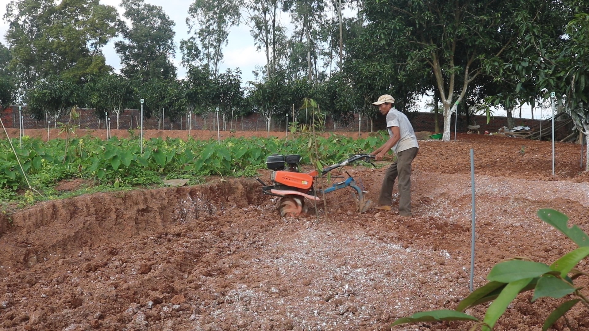 Những khu vườn mẫu mang lại nguồn kinh tế ổn định cho người dân. Ảnh: VT