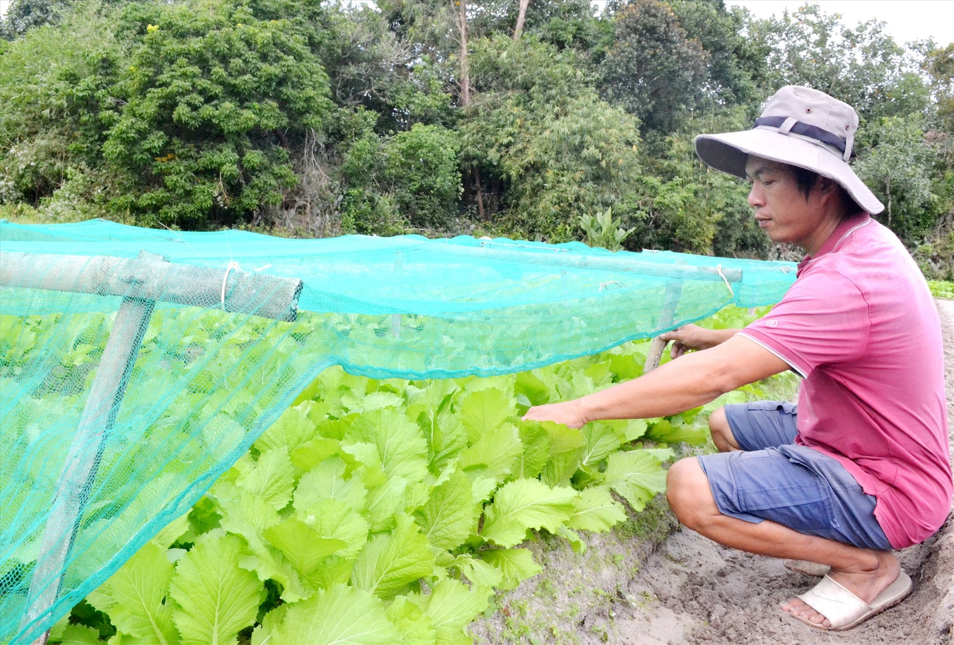 Chuỗi liên kết nông - lâm - thủy sản an toàn cần được nhân rộng trên địa bàn tỉnh. Ảnh: Q.VIỆT