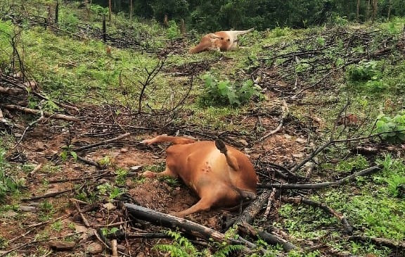 2 trong số 3 con bò chết bất thường, được phát hiện trong chiều ngày 15/1 tại rẫy trồng keo, thuộc khu Hố Tân, làng Hoà An bị trương phình. Ảnh: Ông Q cung cấp.