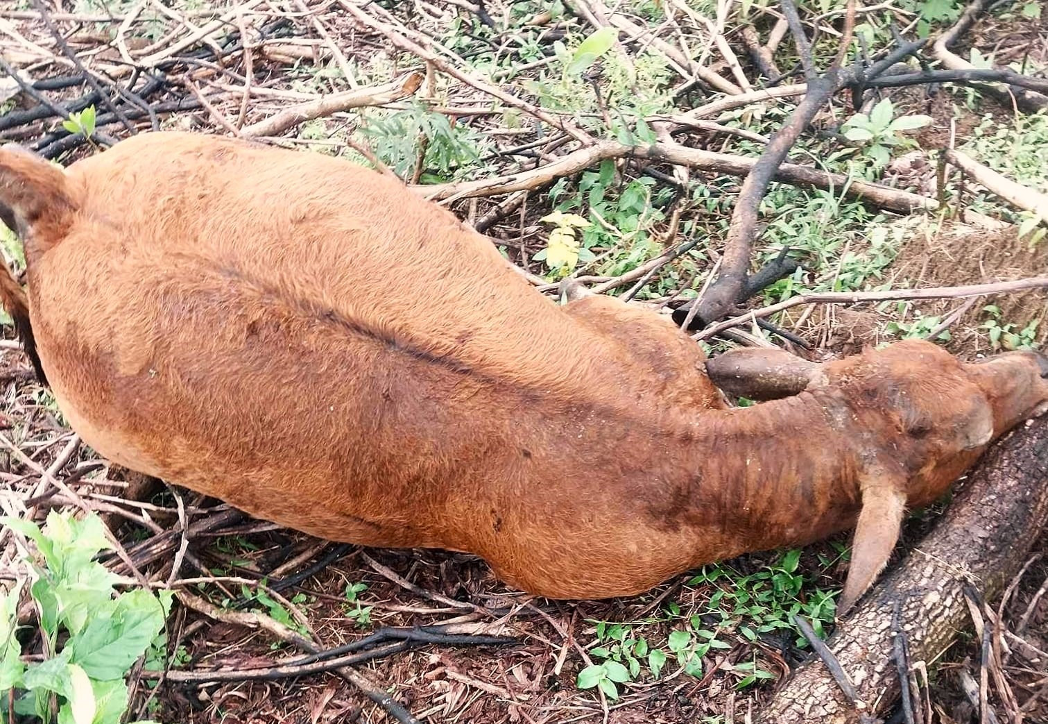 Con bò nhỏ trong số 3 còn bò phát hiện bị chết trong rẫy keo khu Hố Tân, làng Hoà An cũng có dấu hiệu trương phình, phân huỷ. Ảnh: Ông Q cung cấp.