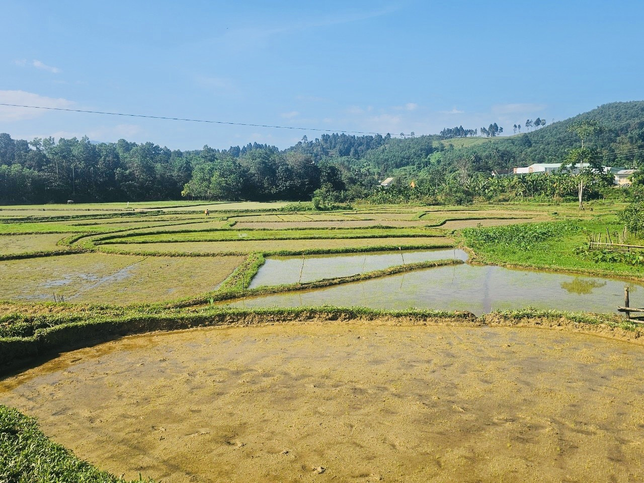 Nông dân huyện Bắc Trà My đã xuống giống lúa nước vụ đông xuân 2023 - 2024 được 675ha. Ảnh: T.L