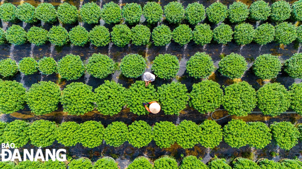 Đây là vựa hoa lớn nhất của thành phố, hằng năm cung cấp cho thị trường hoa Tết một nguồn hoa rất lớn.