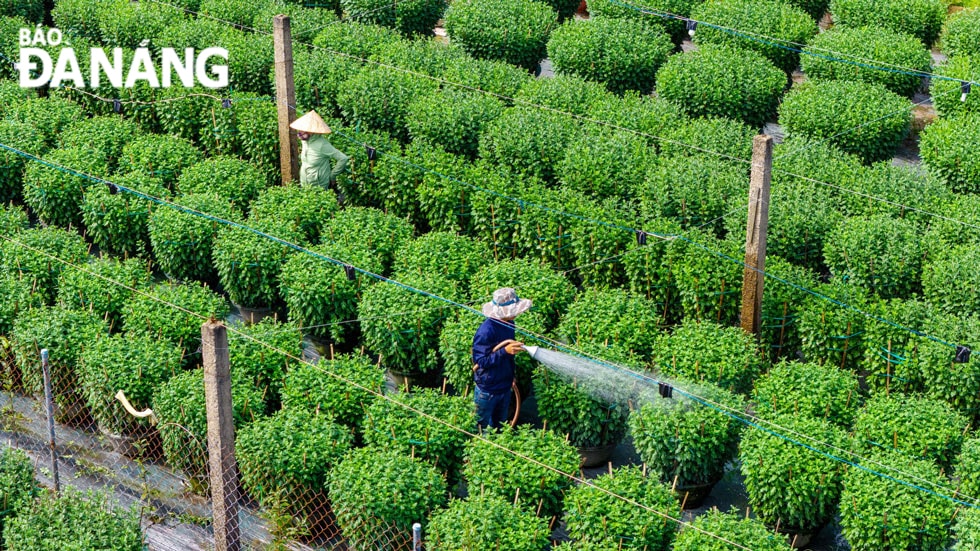 Để có những chậu hoa đẹp rực rỡ, các nhà vườn tại đây phải tưới nước, chăm sóc rất kỹ càng.