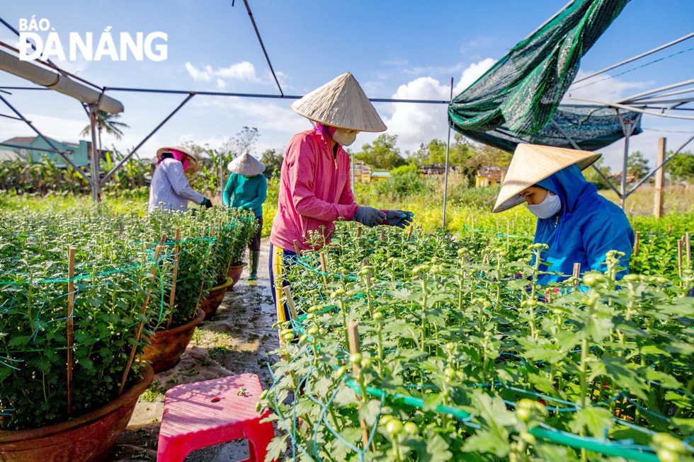 Bà con nông dân trồng hoa cố gắng để hoa nở đúng thời gian, bảo đảm phục vụ nhu cầu hoa Tết của người dân.