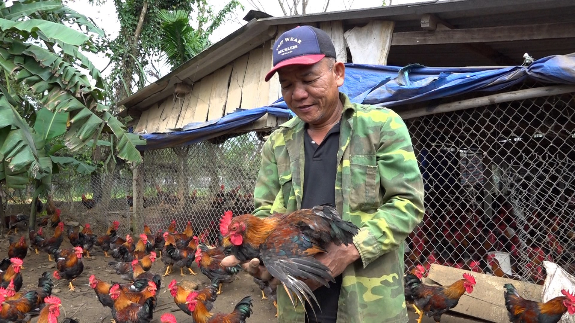 Ông Nguyễn Văn Điển nuôi 3.000 con gà trống cúng để phục vụ cho thị trường Tết Nguyên Đán. Ảnh: Đ.Y