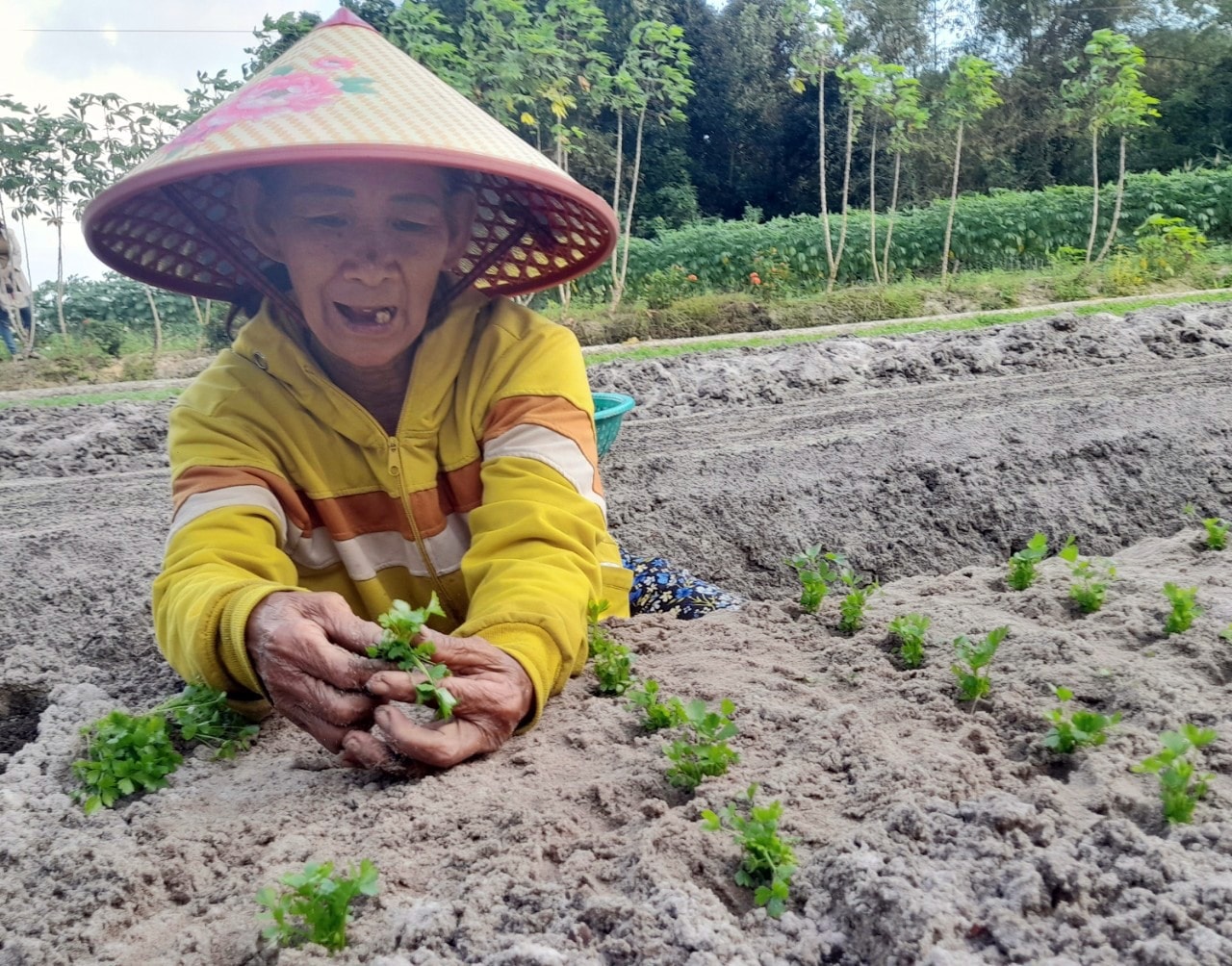 Bà Nguyễn Thị Lý trồng cần tây đáp ứng thị trường tết. Ảnh: H.QUANG