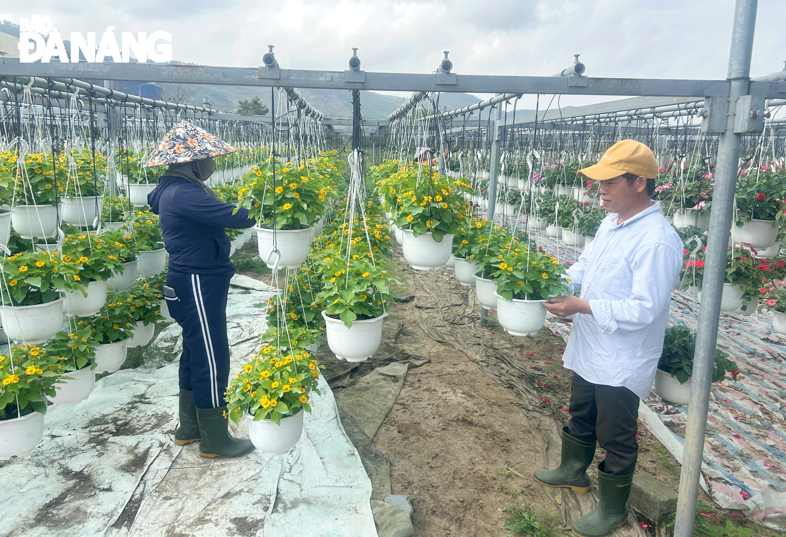 Nhà vườn của anh Thái Văn Công (tổ 102, phường Hòa Minh, quận Liên Chiểu) tạo công ăn việc làm thường xuyên cho 6 lao động cũng như 2-4 lao động thời vụ. Ảnh: M.Q