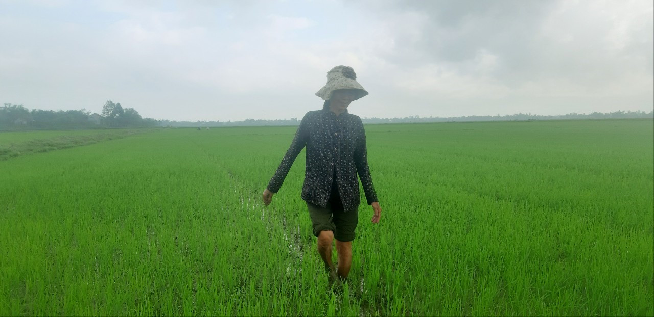 Nông dân vùng đông huyện Quế Sơn tích cực thăm đồng để chủ động phòng trừ dịch hại trên lúa đông xuân.   Ảnh: PV