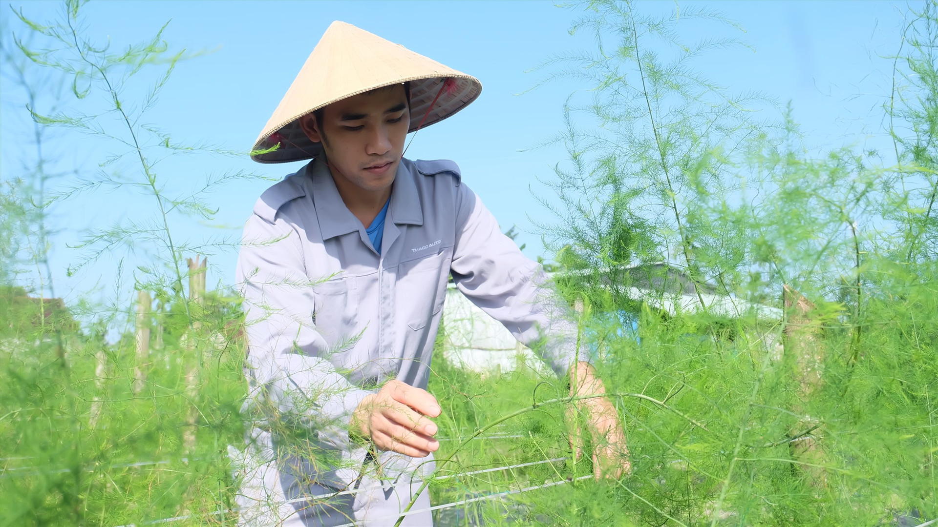 Lương Tấn Tiên chăm sóc khu vườn măng tây của mình. Ảnh: L.T