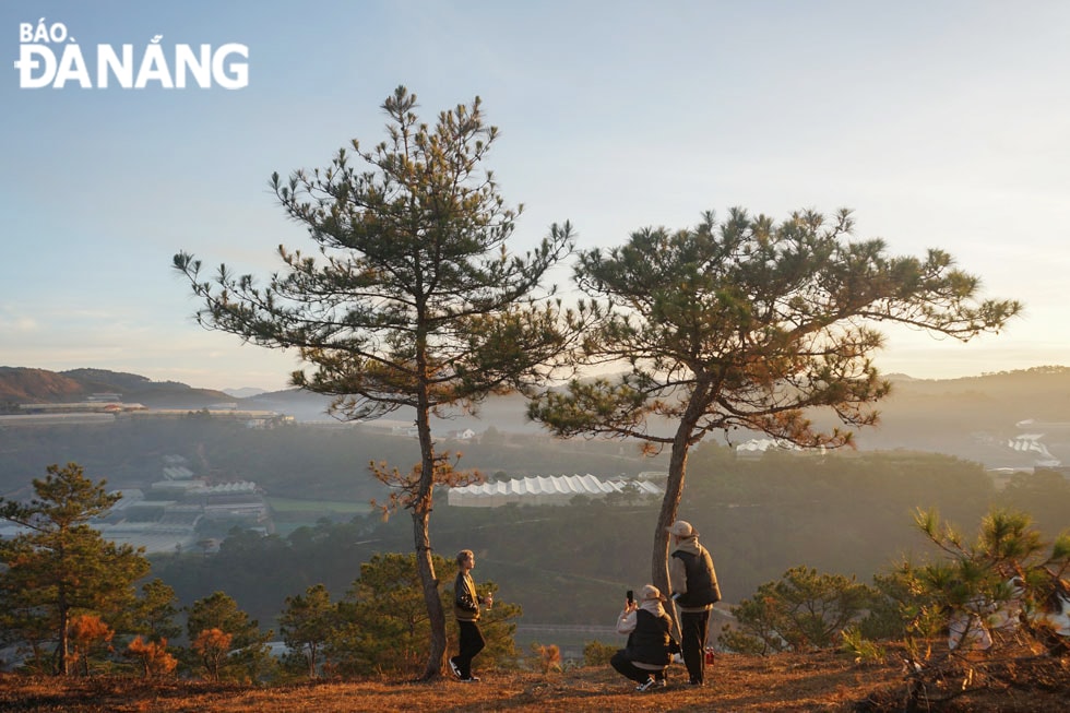 Tia nắng đầu ngày phủ xuống những đồi thông.