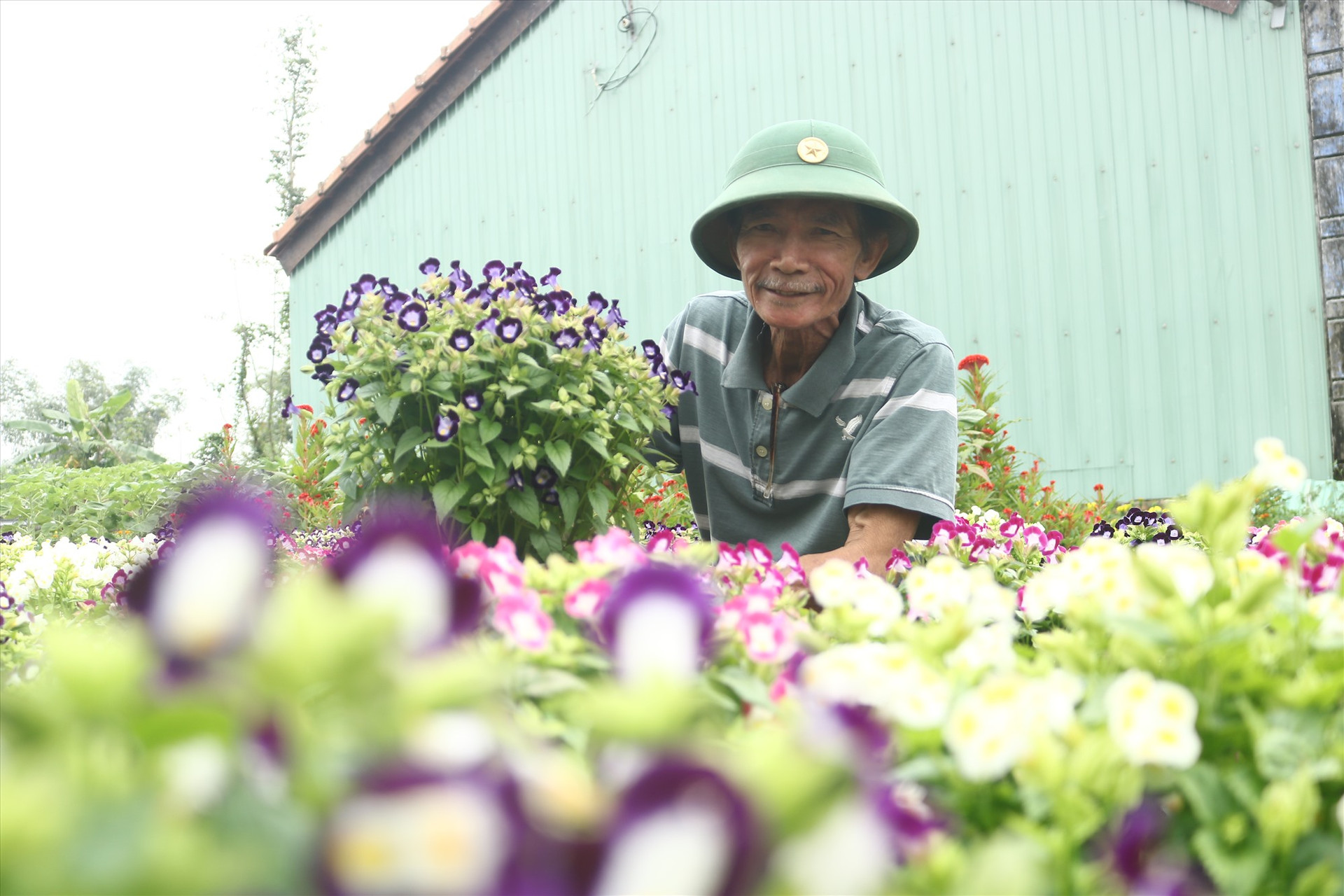 Vườn hoa đã giúp cái thiên kinh tế cho gia đình. Ảnh: TL