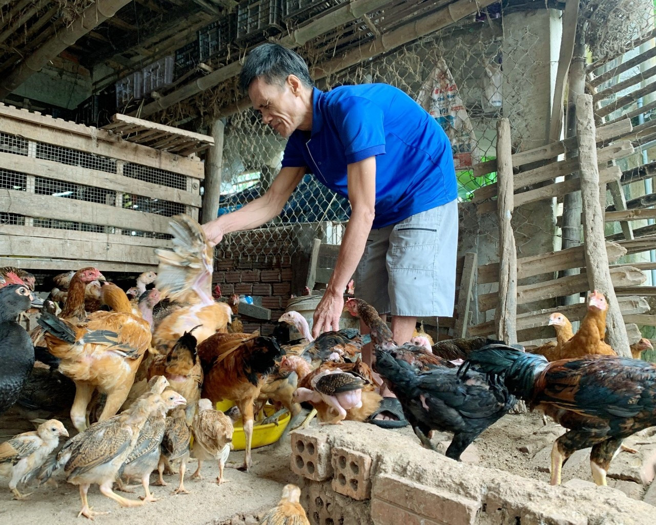 Nhiều hộ nghèo trên địa bàn huyện Duy Xuyên được vay vốn ưu đãi để phát triển mô hình chăn nuôi gà thương phẩm nhằm nâng cao nguồn thu nhập.  Ảnh:  PV