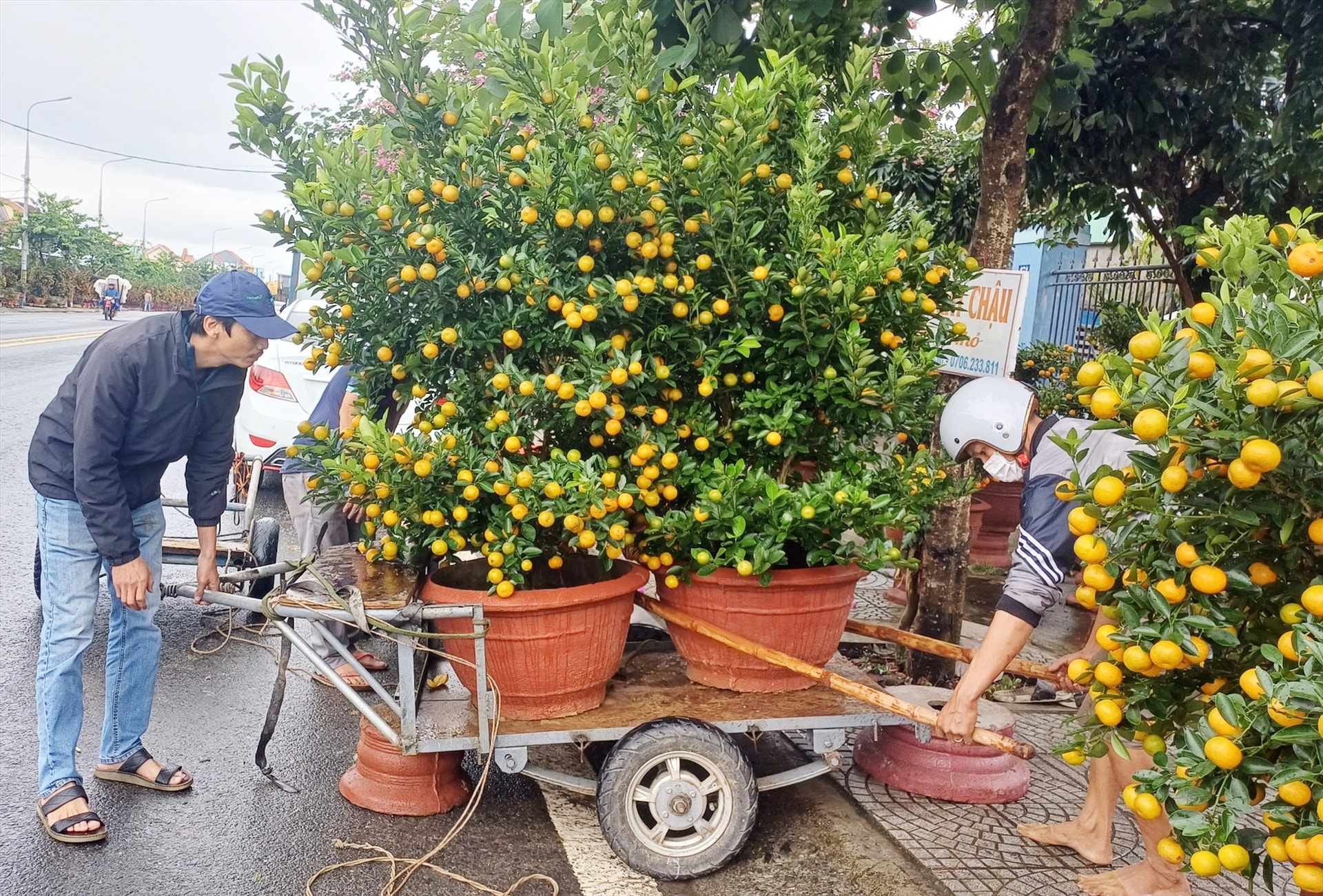 Dịch vụ vận chuyển quật cảnh đem lại thu nhập đáng kể cho người lao động. Ảnh: P.H