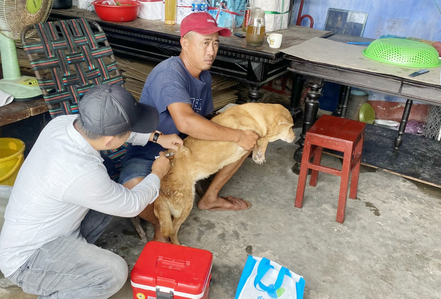 Trên địa bàn phường Minh An vật nuôi chó mèo được tiêm vắc xin phòng bệnh dại. Ảnh: Mỹ Lệ
