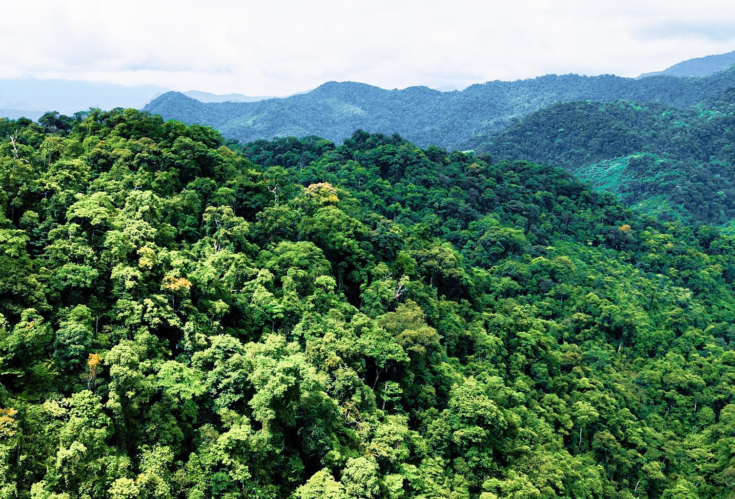 Hiện nay tổng diện tích đất có rừng trên địa bàn tỉnh là 680.806ha, trong đó rừng tự nhiên hơn 463.530ha, Quảng Nam hoàn toàn đáp ứng các điều kiện để bán tín chỉ các bon rừng ra thị trường thế giới. Ảnh: H.Q