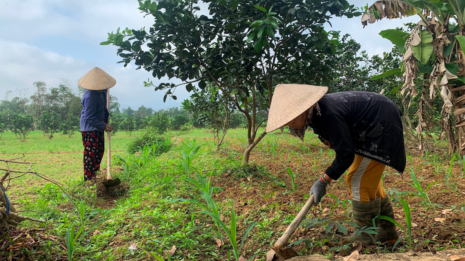 Nông Sơn: Chăm sóc cây trồng vụ đông xuân