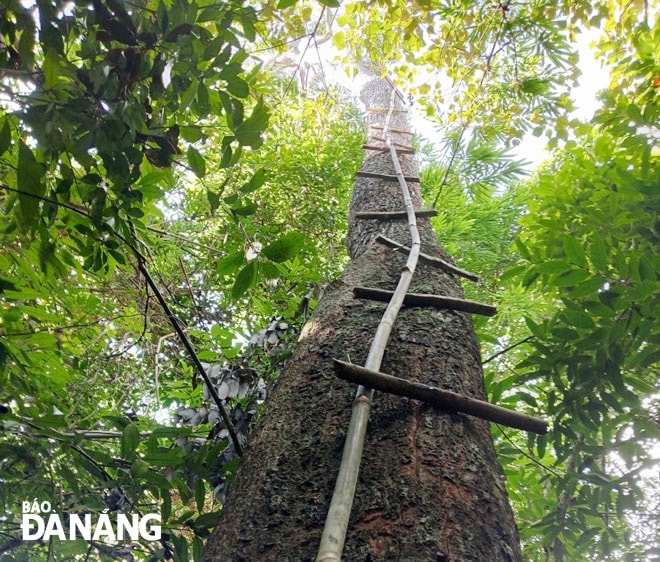 Những nấc thang tử thần ở rừng Bà Nà mà hằng ngày ông Bùi Hạnh cũng như anh Tứ, anh Thắng phải vượt qua để lấy mật. Ảnh: H.T.V