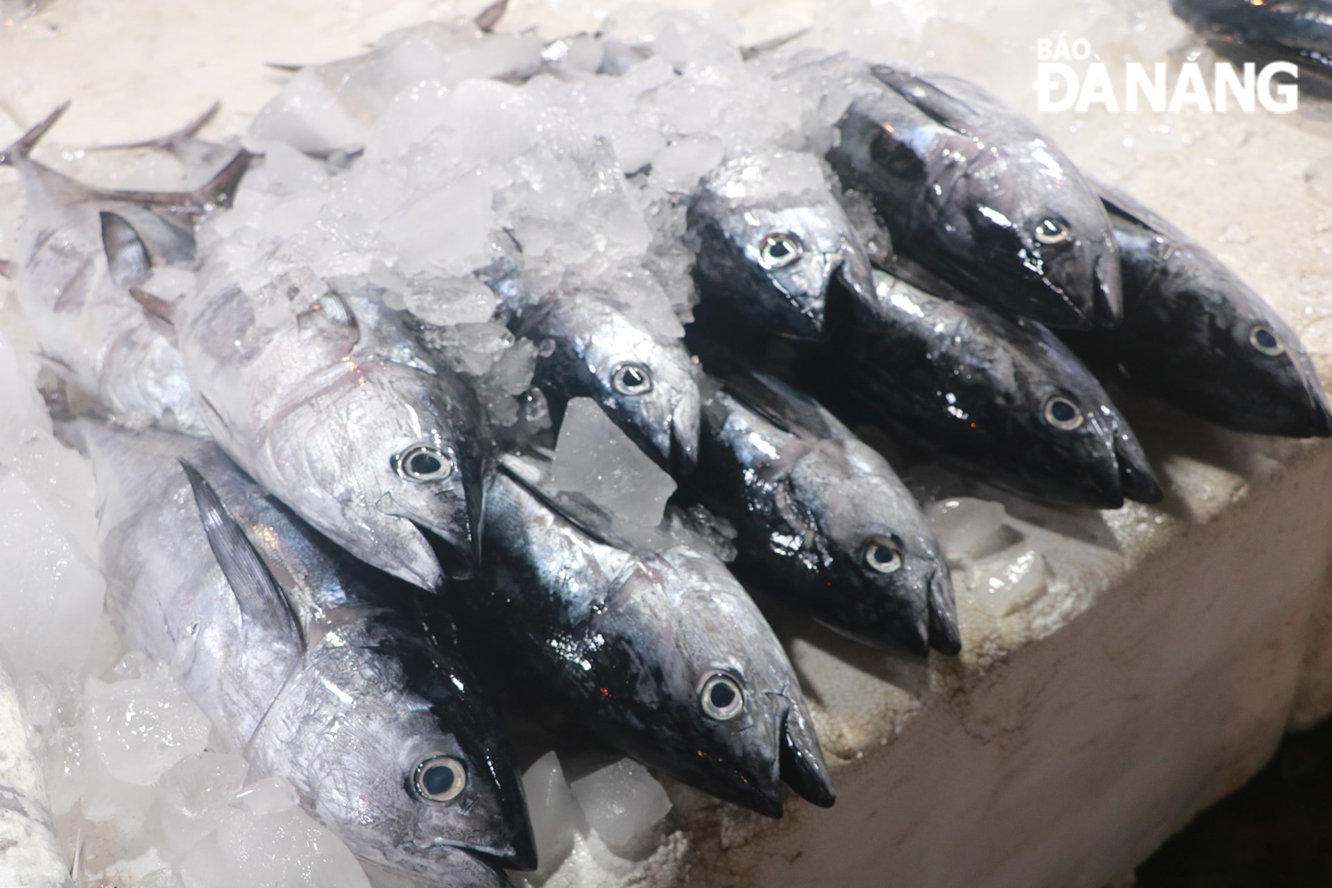 cá ngừ sọc dưa (trọng lượng trên 3kg) có giá bán từ 60.000-80.000 đồng/kg.