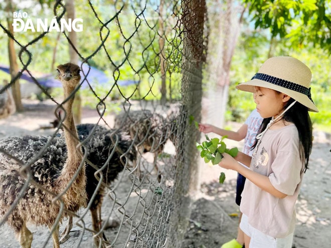 Nhiều du khách nhí trải nghiệm cách chăm sóc đà điểu ở Sunny Farm.  Ảnh: H.L