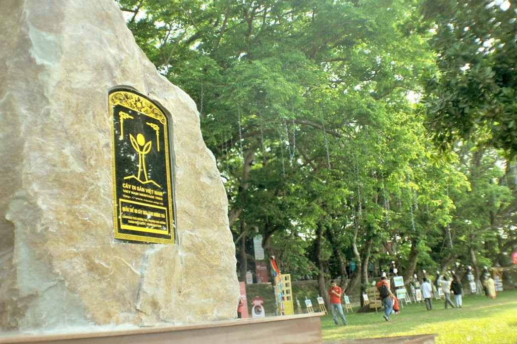 Vườn Sưa Hương Trà được công nhận là Cây Di Sản Việt Nam