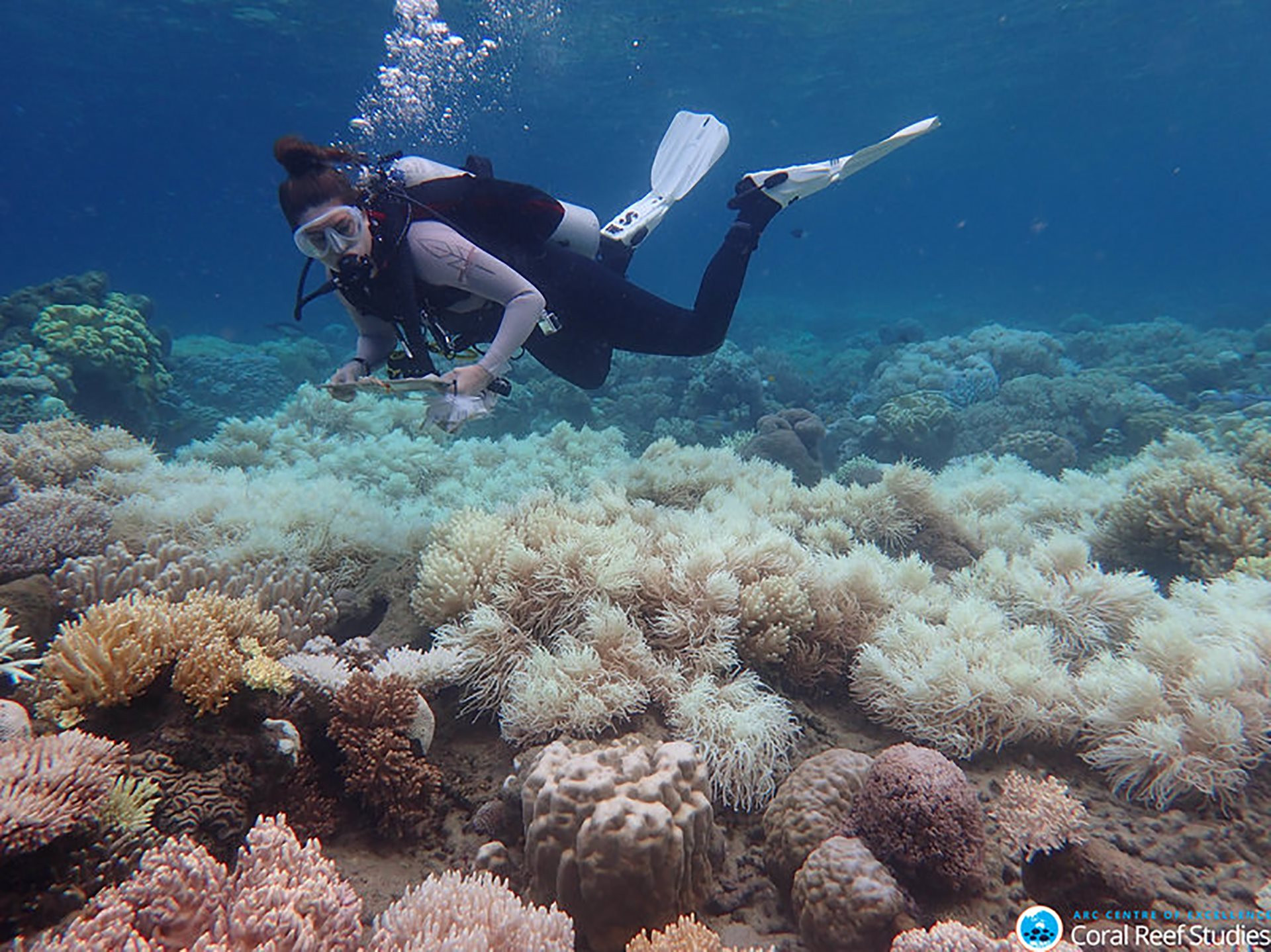 Thợ lặn đang khảo sát tình trạng tẩy trắng tại san hô Great Barrier của Australia. Ảnh: reefresilience