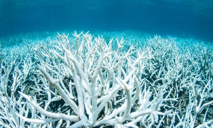 Ran san hô bị tẩy trắng tại Indonesia. Ảnh: storymaps