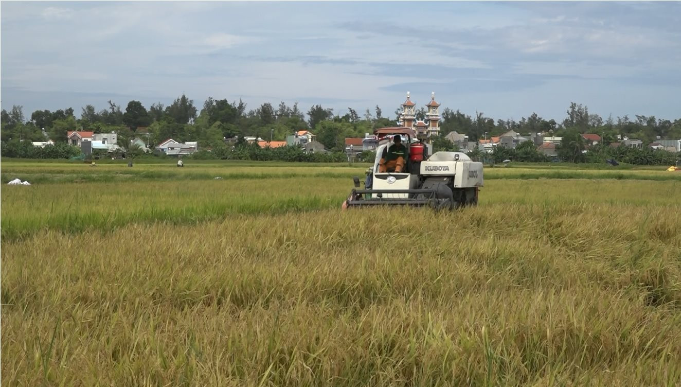 Nông dân Thăng Bình thu hoạch lúa. Ảnh: MT