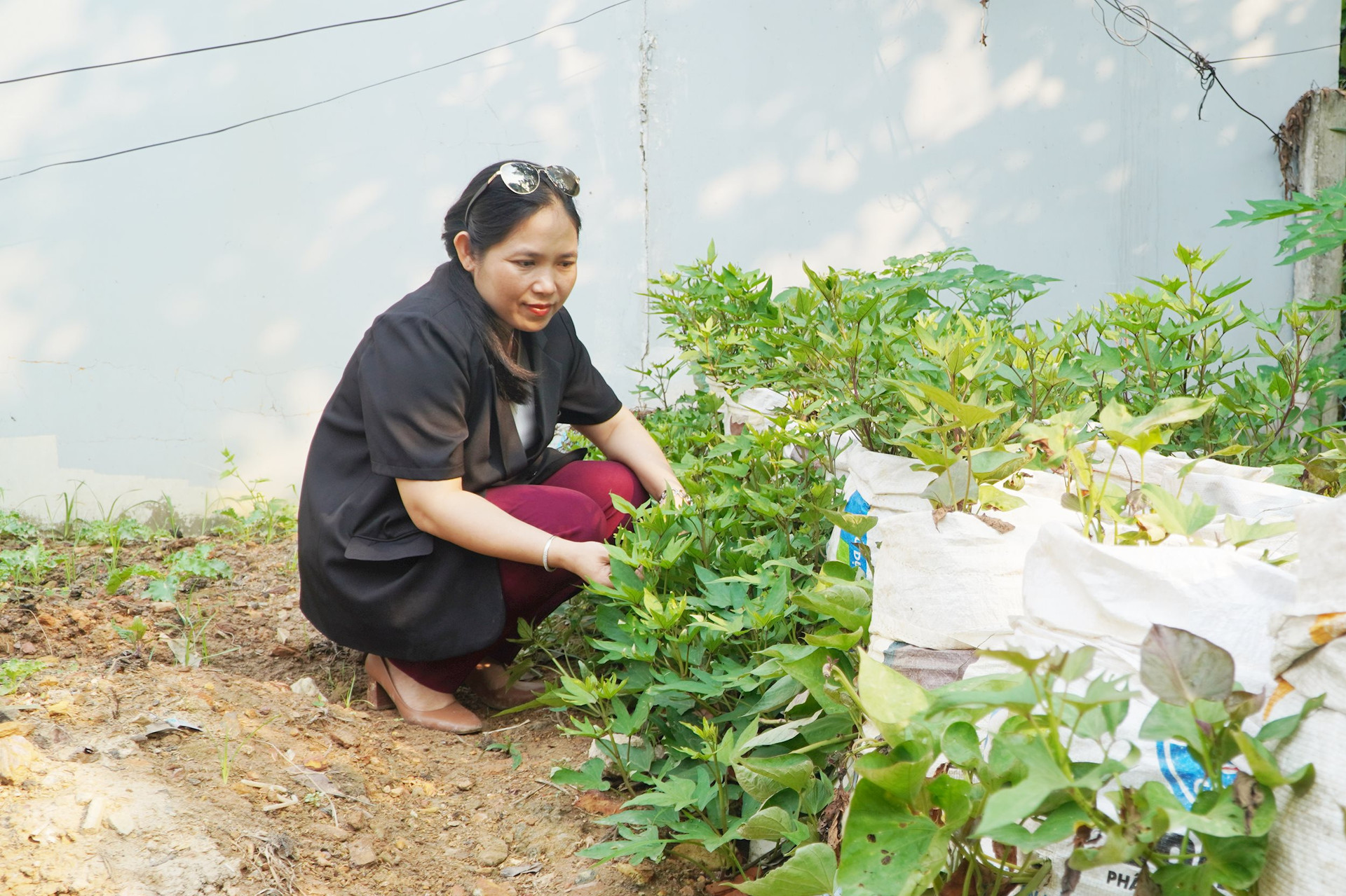 Chị Sanh còn thí nghiệm trồng khoai trong bao để phù hợp với khu vực nhà phố. Ảnh: PHAN VINH