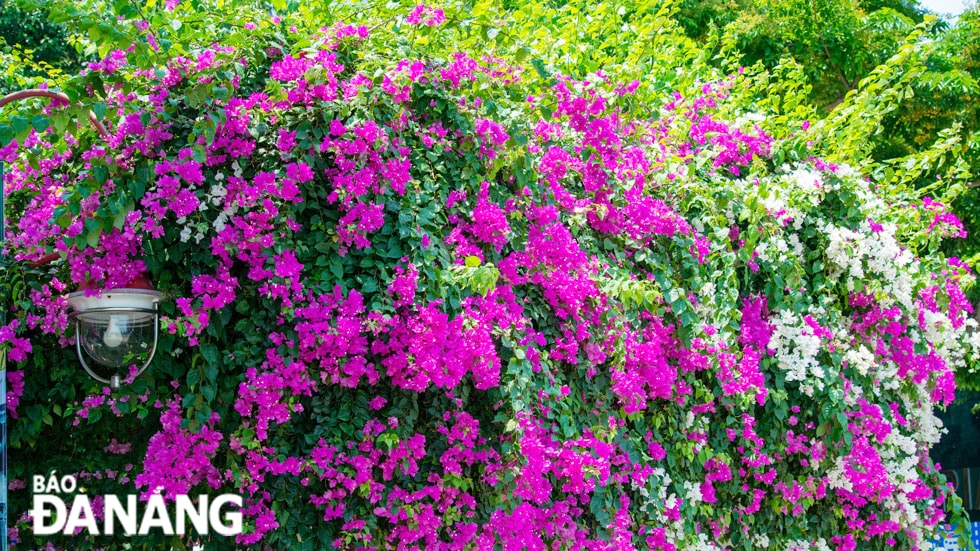 Những cánh hoa mỏng manh, nhẹ nhàng đan xen vào nhau tạo thành một bảng màu rực rỡ, tinh khôi.