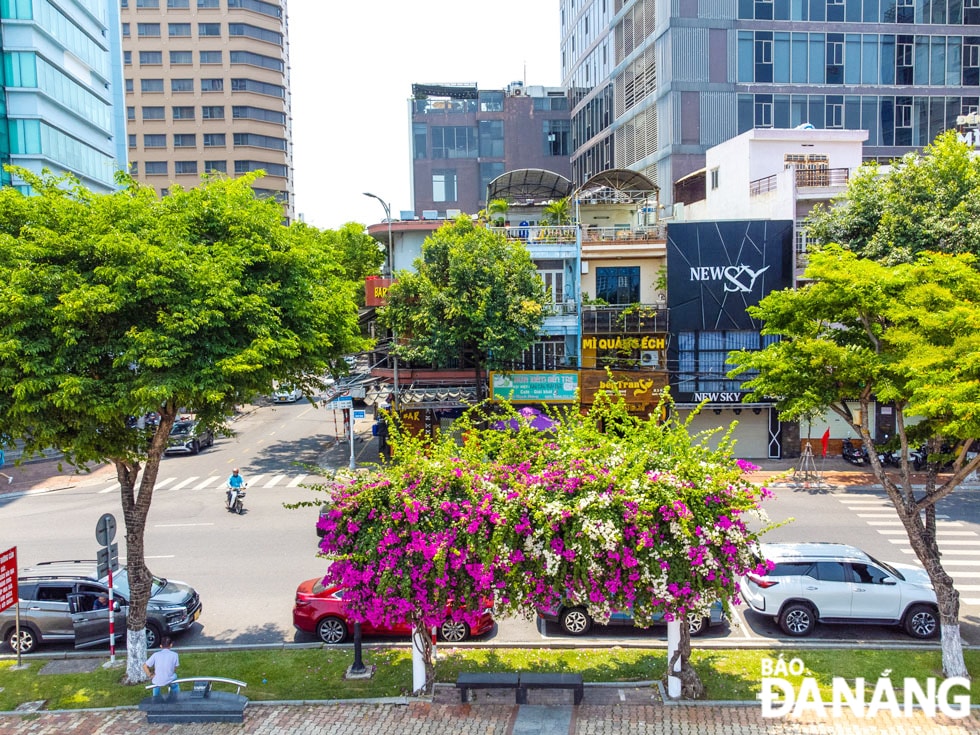 Với đặc tính ưa nắng, nên hoa càng nở rực rỡ vào những ngày có nắng.