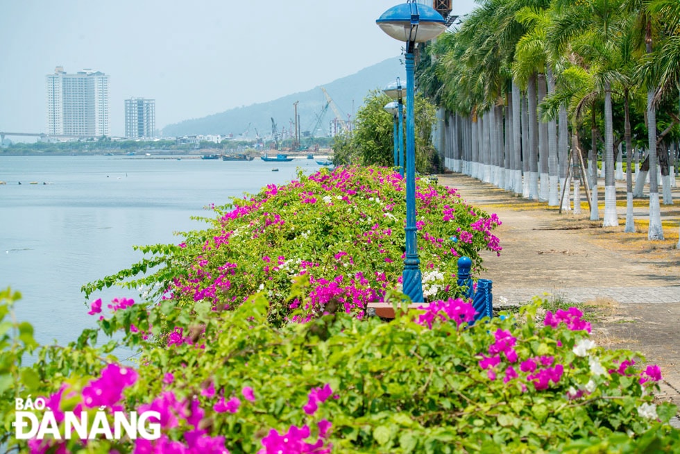 Hoa giấy thường nở rộ vào mùa hè, nhất là khoảng thời gian từ tháng Tư đến tháng Tám dương lịch. 