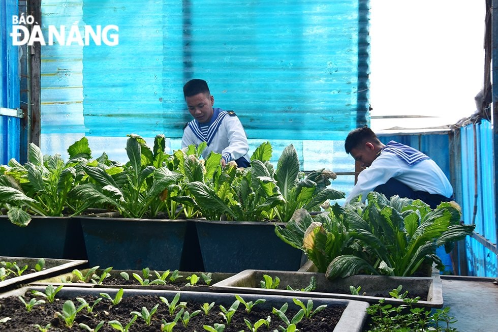 Cán bộ, chiến sĩ trên đảo tận dụng từng không gian nhỏ trên đảo kê thùng để trồng các loại rau ăn lá để cải thiện bữa ăn hằng ngày. Ảnh: TRIỆU TÙNG