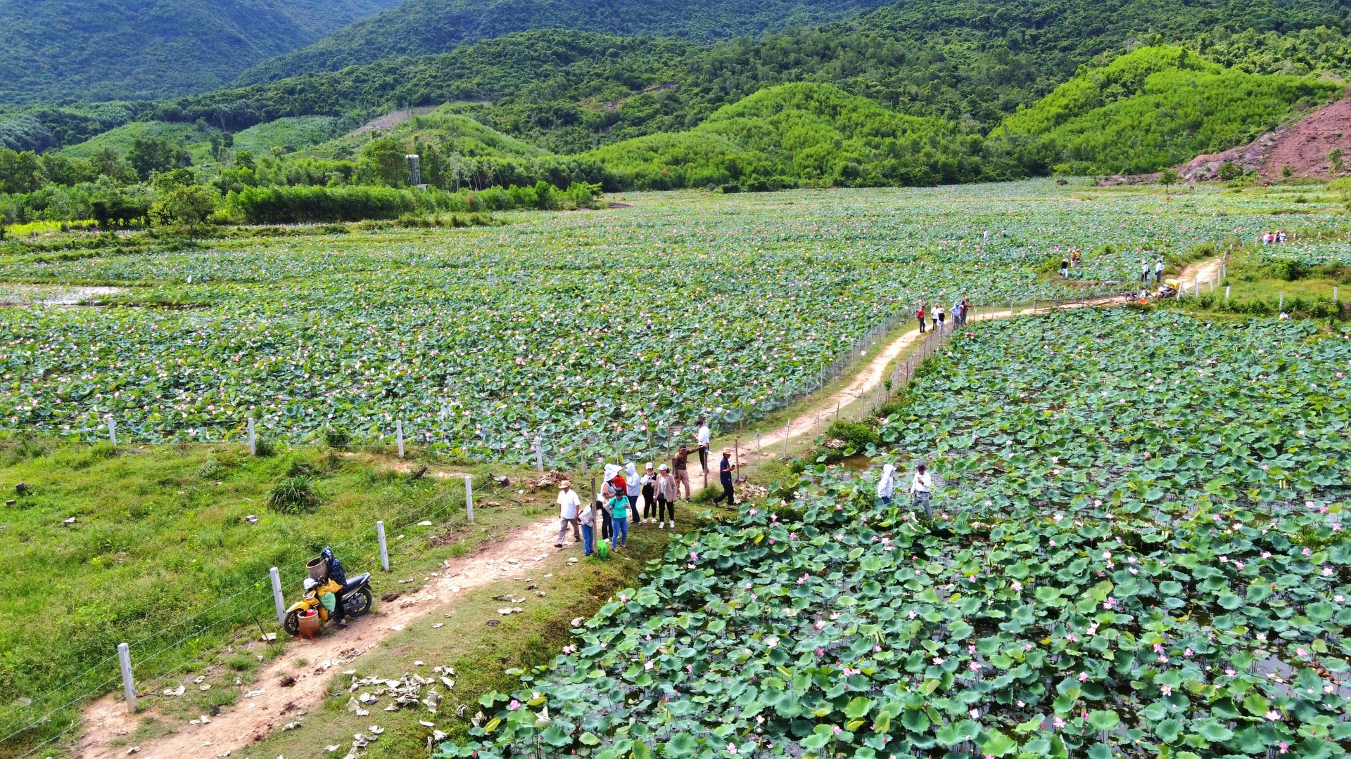 Cánh đồng sen Trà Lý (huyện Duy Xuyên) được xác định là 1 trong 12 tài nguyên du lịch của Quảng Nam. Ảnh: H.S