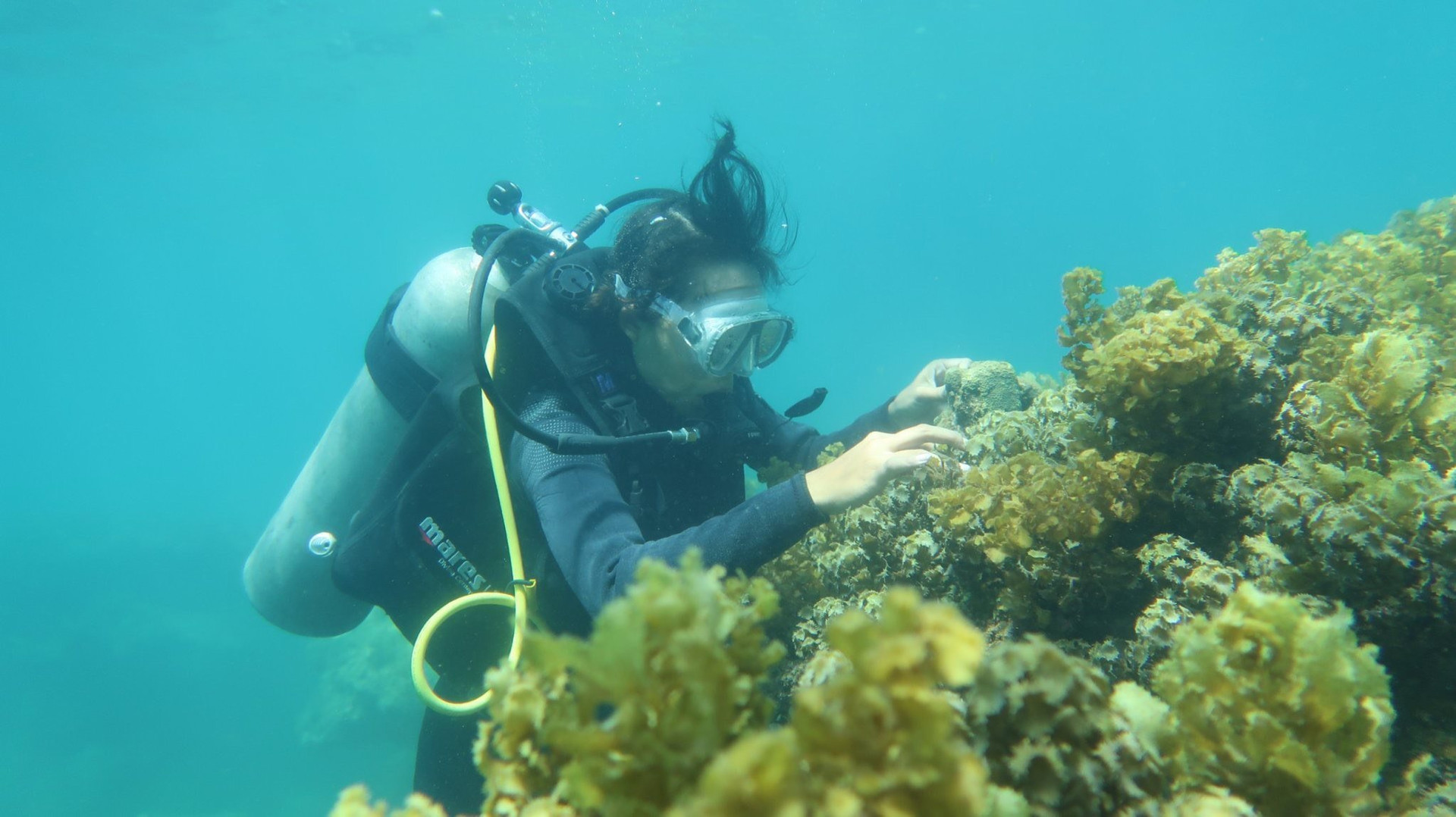 Báo cáo kết quả giám sát san hô, thảm cỏ biển của khu sinh quyển cho thấy san hô bị tẩy trắng và bị sao biển gai ăn rất nhiều. Ảnh: Q.T