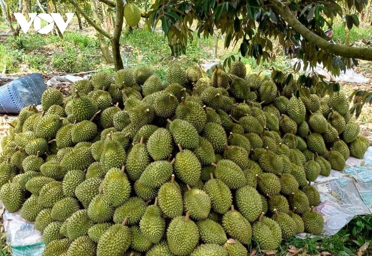 durian_exports_2.jpg