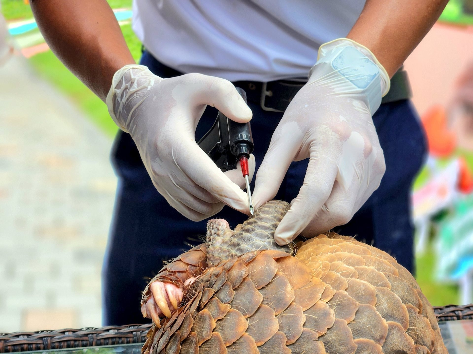 Attaching an identification chip to the baby pangolin