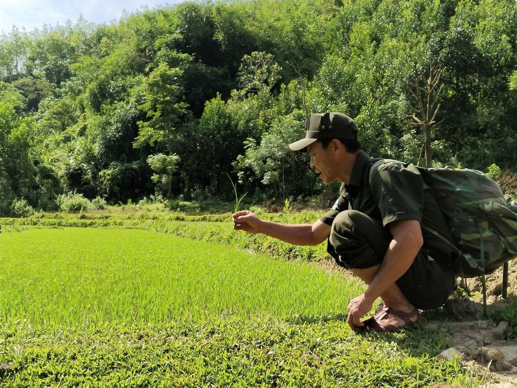 BQL rừng theo dõi sát sao hành trình lúa nước phát triển.