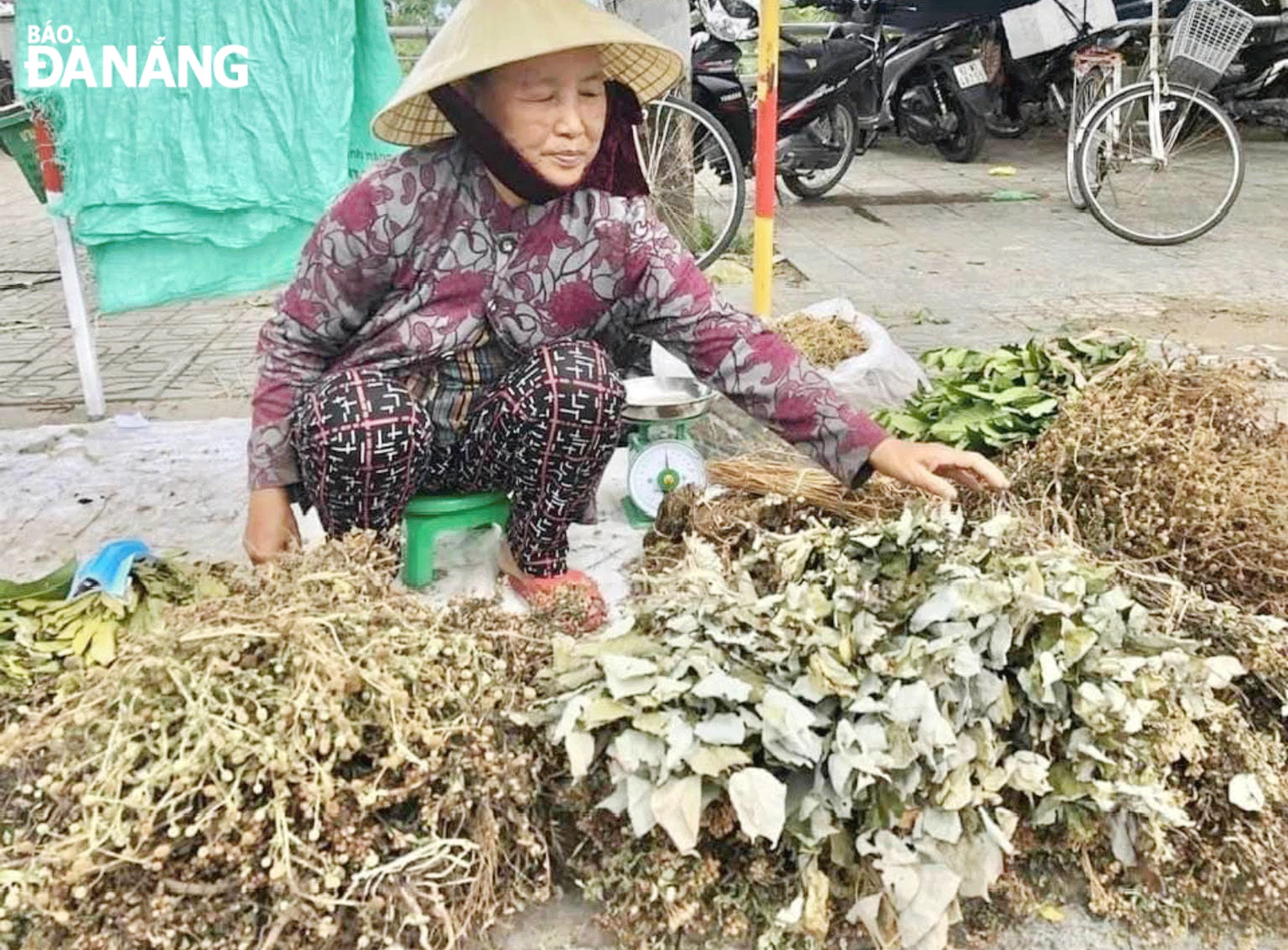 Để có đủ các loại lá Mùng 5, người bán phải đi hái lá từ năm ngoái ở nhiều chỗ, có thứ phải ra tận Cù Lao Chàm mới có, gọi là lá Lao, có thứ hái trong vườn, trong làng. Rồi phơi phóng từng loại, vệ sinh và vô bao từng loại. Chỉ lấy công làm lời. Ảnh: T.Đ.T