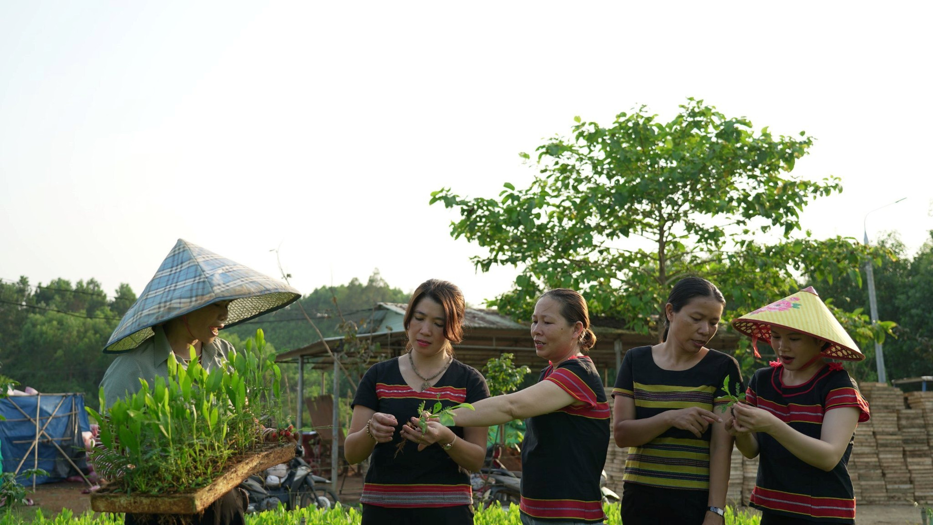 Chị em phụ nữ Sông Trà giúp nhau trồng keo để giảm nghèo bền vững trong 3 năm qua, ảnh Sỹ-Lâm