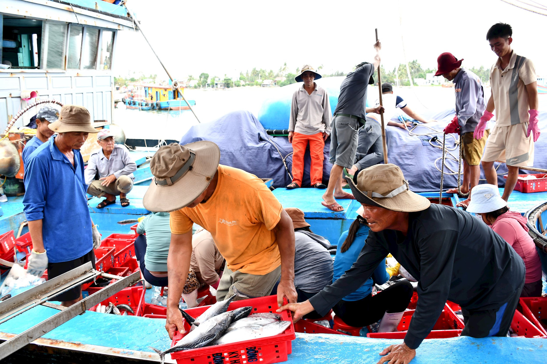 Nhiều chuyến biển trong vụ cá chínhcủa ngư dân thu được sản lượng hải sản thấp. Ảnh: Q.VIỆT