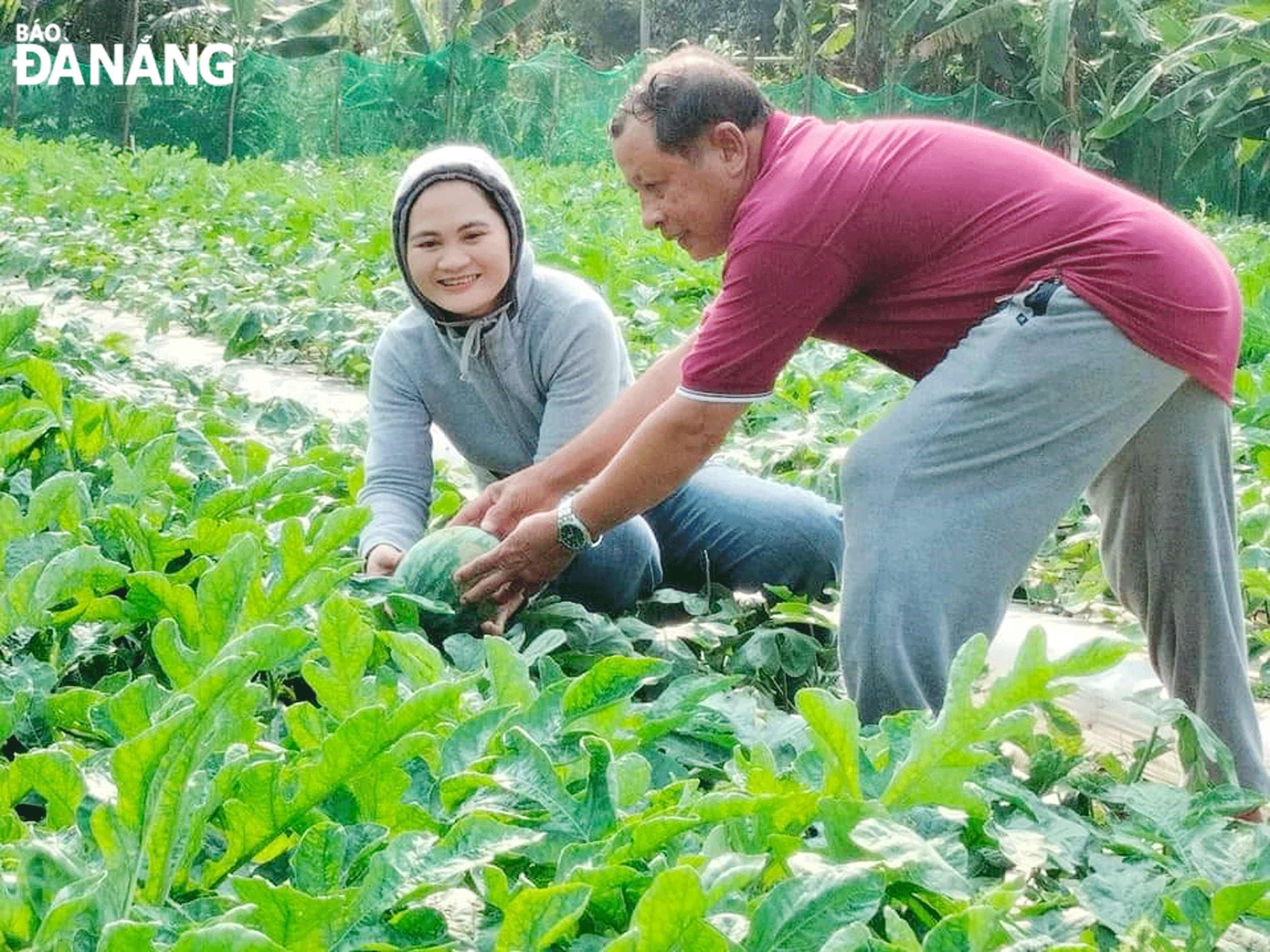 Để thu hút và tập hợp hội viên, Hội Nông dân xã Hòa Liên xác định làm tốt công tác trợ giúp nông dân, nhất là trong các hoạt động giảm nghèo, phát triển kinh tế. Ảnh: P.V